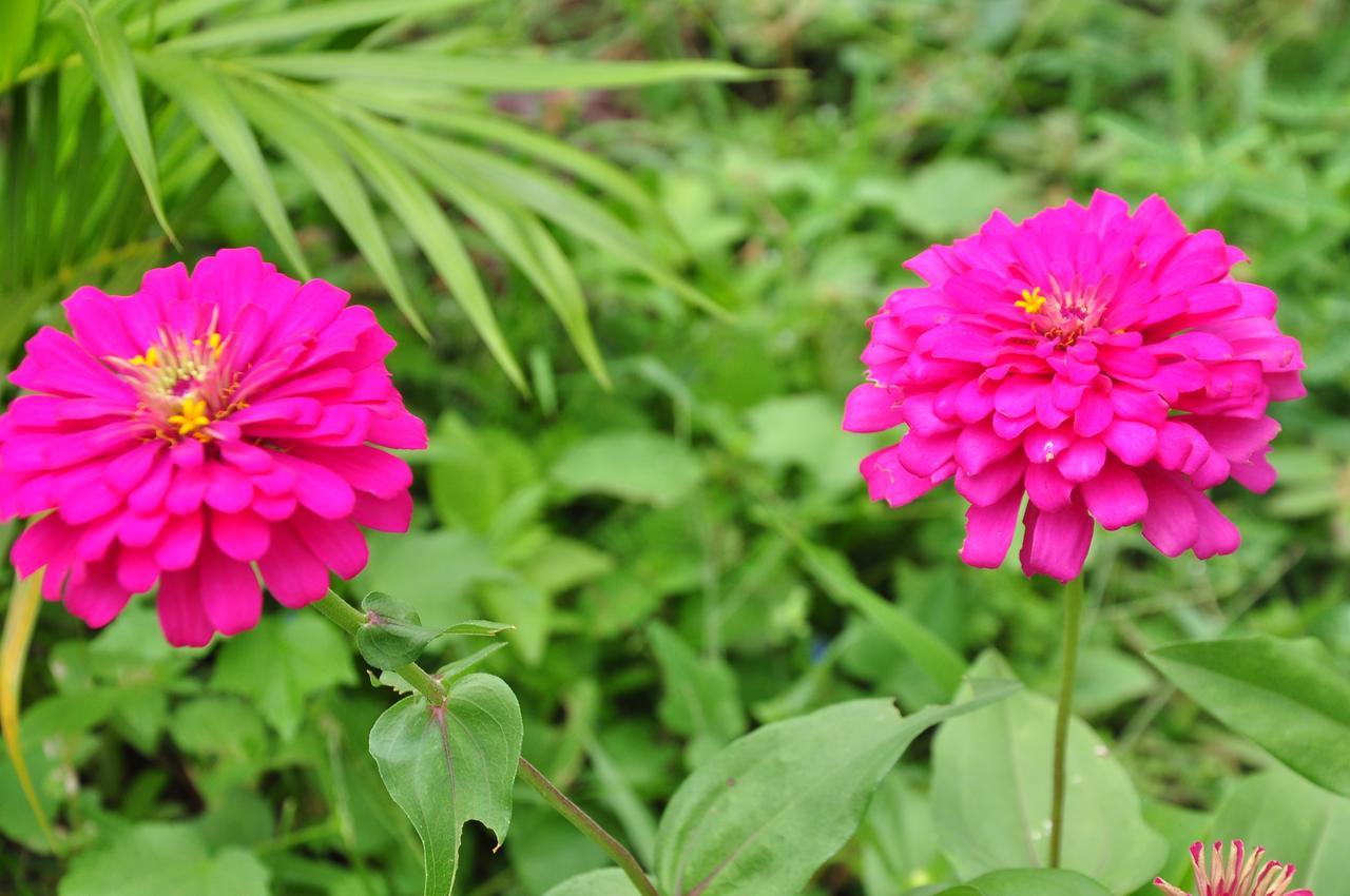 Sigiriya Amenity Home Stay Dış mekan fotoğraf