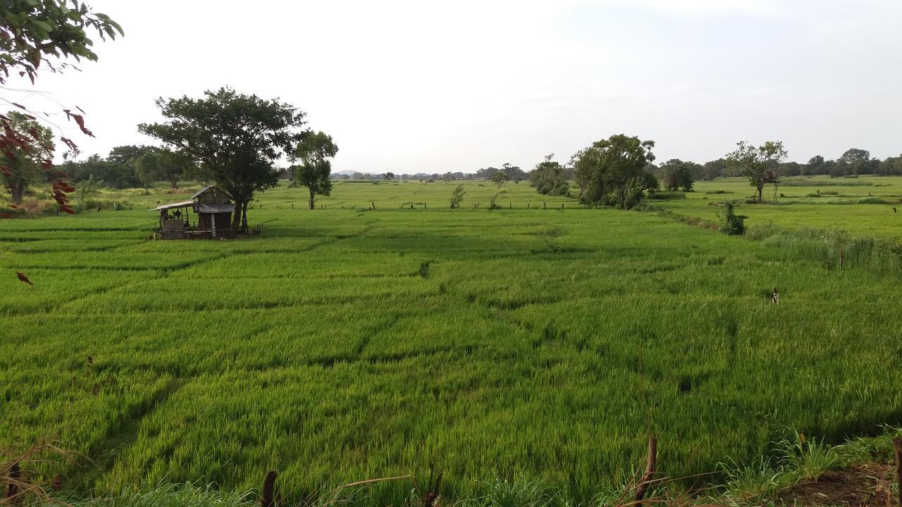 Sigiriya Amenity Home Stay Dış mekan fotoğraf